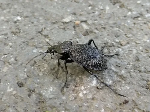 Macro photography of Giant Ground Beetle (Carabus gigas), featuring Elytra, Metallic, Segmented characteristics, native to 四川、云南、西藏, China.