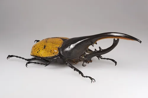 Macro photography of Hercules Beetle (Dynastes hercules), featuring Metallic, Stag-horned, Glossy, native to Central America, South America.