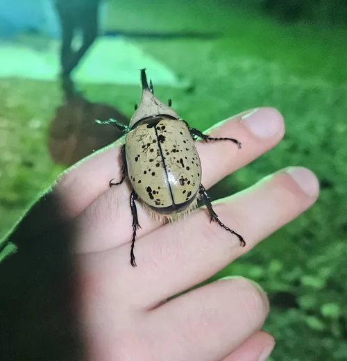 Macro photography of Grant's Rhinoceros Beetle (Dynastes grantii), featuring Metallic, Glossy, native to Central America, Mexico.