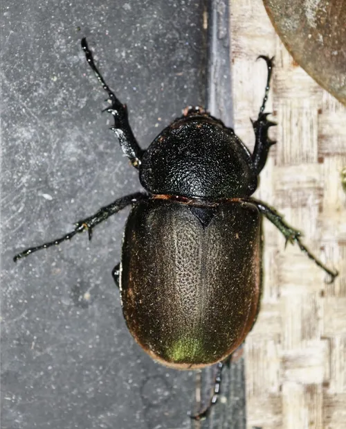 Macro photography of Atlas Beetle (Chalcosoma atlas), featuring Metallic, Stag-horned, Glossy, native to Southeast Asia.