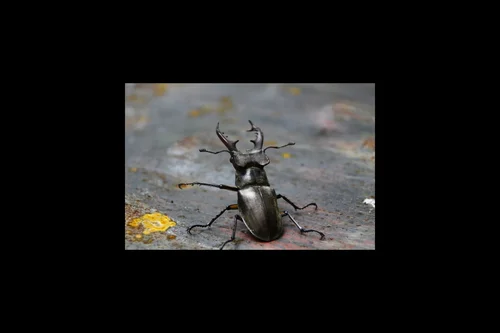 Macro photography of Water Scavenger Beetle (Hydrophilus acuminatus), featuring Aquatic, Scavenger, Clubbed-antennae characteristics, native to Nationwide, China.
