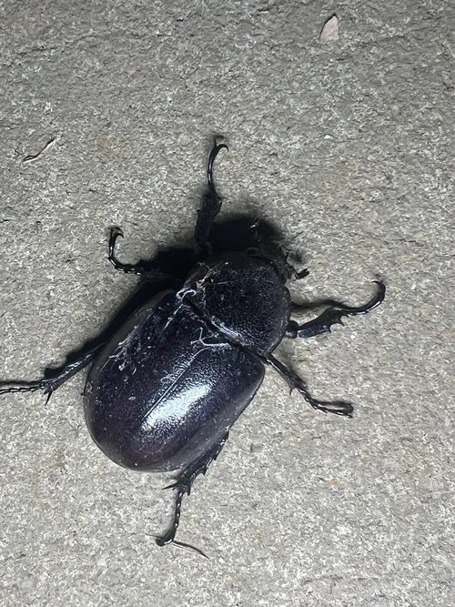 Macro photography of Ulysses Rhinoceros Beetle (Xylotrupes ulysses), featuring Metallic, Glossy, native to Southeast Asia.