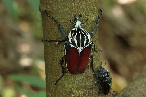 Macro photography of Goliath Beetle (Goliathus goliatus), featuring Metallic, Glossy, Patterned, native to West Africa, Central Africa.