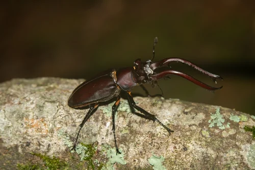 Macro photography of Citrus Borer (Melanauster chinensis), featuring Star-spotted, Long-antennaed, Chitinous characteristics, native to Nationwide, China.