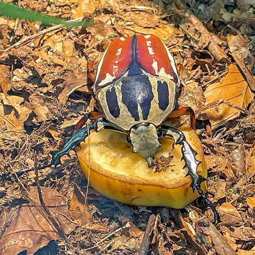 Macro photography of Torquate Flower Beetle (Mecynorhina torquata), featuring Metallic, Glossy, Green, native to Central Africa.