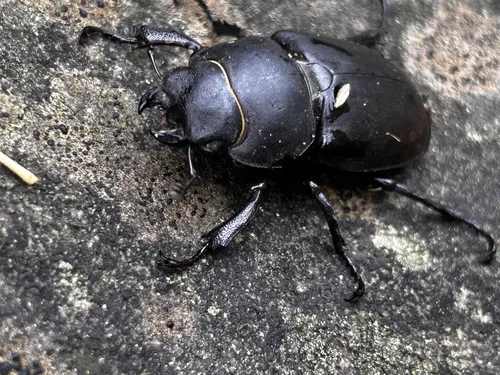 Macro photography of European Stag Beetle (Lucanus cervus), featuring Stag-horned, Glossy, Mandibled, native to Europe.