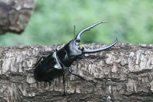 Macro photography of David's Trictenotomid (Trictenotoma davidi), featuring Stag-horned, Glossy, Mandibled characteristics, native to Yunnan, China.