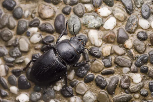 Macro photography of Curved-tooth Stag Beetle (Dorcus curvidens), featuring Stag-horned, Glossy, Mandibled, native to East Asia.