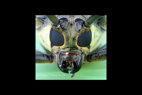 Macro photography of Batocera horsfieldi
