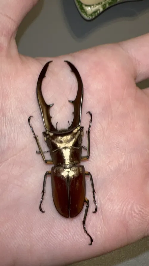Macro photography of Metallic Stag Beetle (Cyclommatus metallifer), featuring Metallic, Stag-horned, Glossy, native to Indonesia.