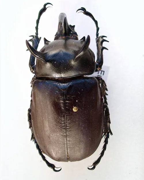 Macro photography of Siamese Five-horned Beetle (Eupatorus siamensis), featuring Metallic, Stag-horned, Glossy, native to Southeast Asia.