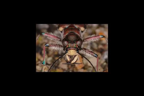 Macro photography of Chinese Blister Beetle (Epicauta chinensis), featuring Striped, Soft-winged, Warning-colored characteristics, native to Nationwide, China.