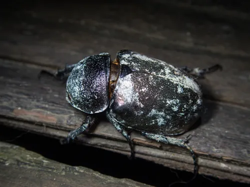 Macro photography of Caucasus Beetle (Chalcosoma caucasus), featuring Metallic, Stag-horned, Glossy, native to Southeast Asia.