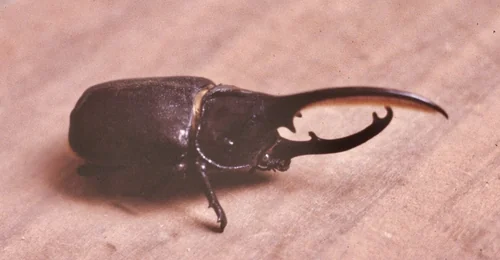 Macro photography of Dynastes hercules