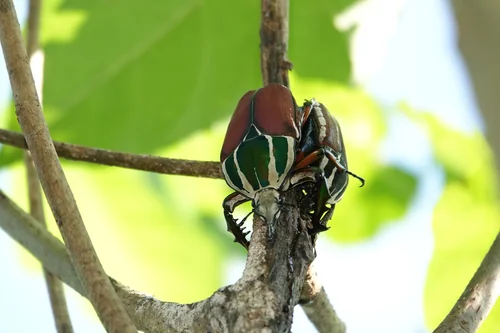 Macro photography of Mecynorhina torquata