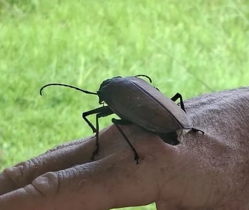 Macro photography of Titanus giganteus