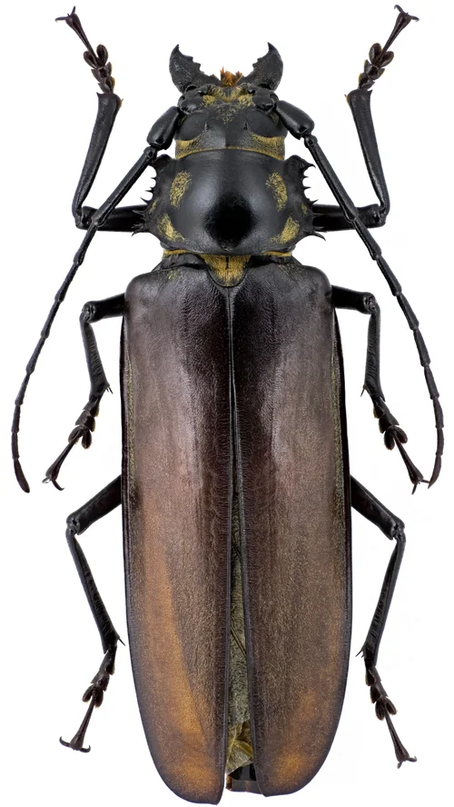Macro photography of Callipogon reclusus