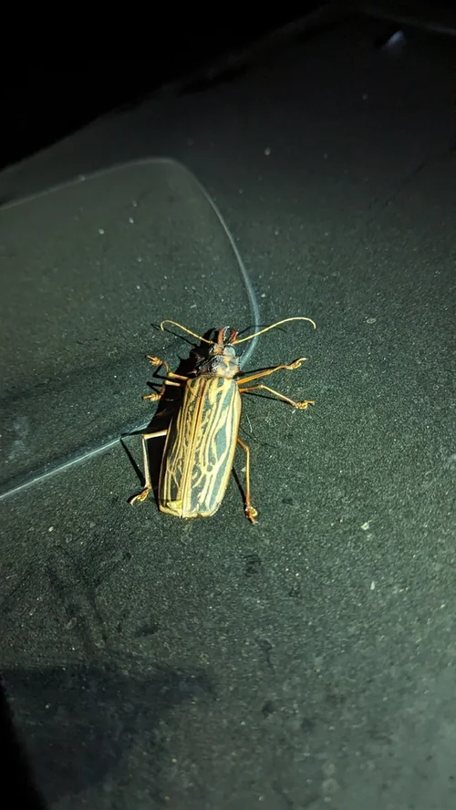 Macro photography of Macrodontia cervicornis