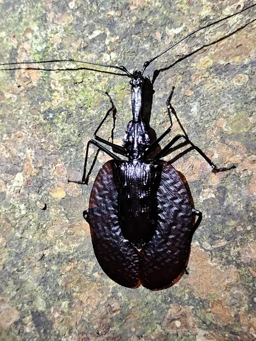 Macro photography of Mormolyce phyllodes