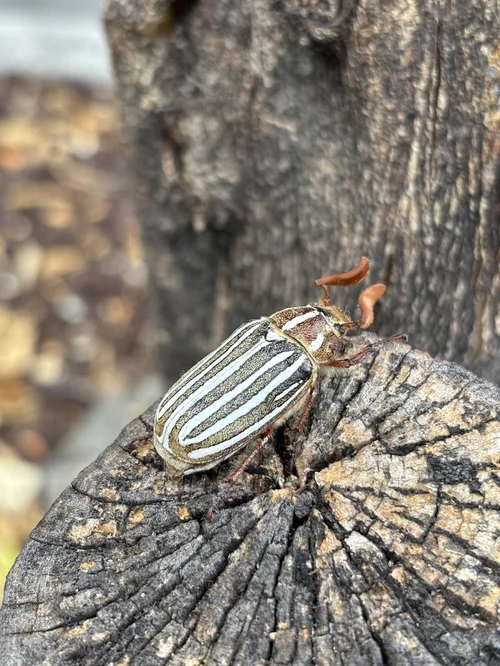 Macro photography of Polyphylla decemlineata