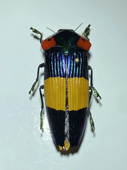 Macro photography of Calodema ribbei