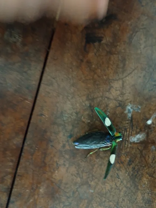 Macro photography of Chrysochroa ocellata