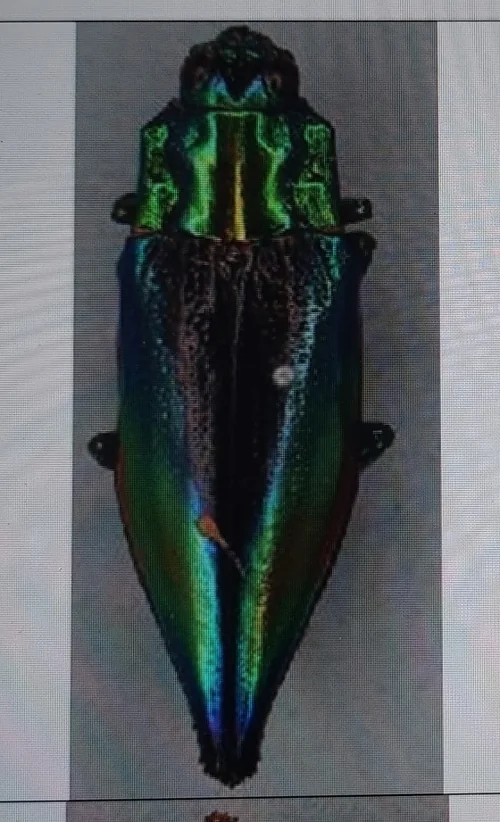 Macro photography of Cyphogastra calepyga