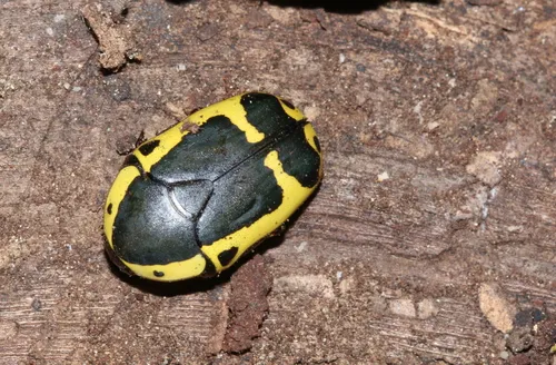 Macro photography of Yellow-edged Sun Beetle (Pachnoda sinuata), featuring Glossy, Striped, Yellow, native to Southern Africa.