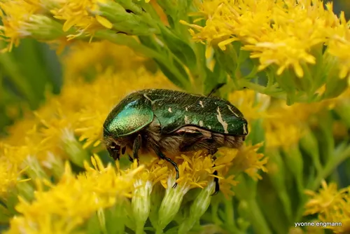 Macro photography of Rose Chafer (Cetonia aurata), featuring Metallic, Iridescent, Green, native to Europe.