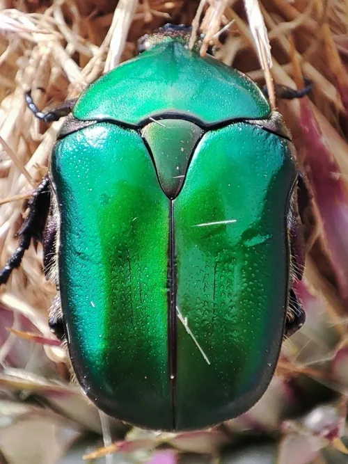 Macro photography of Copper Chafer (Protaetia cuprea), featuring Metallic, Glossy, Brown, native to Europe.