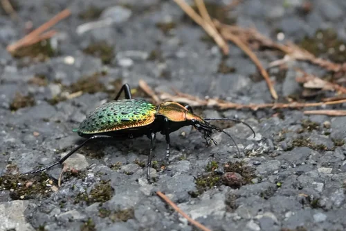 Macro photography of Carabus chinensis