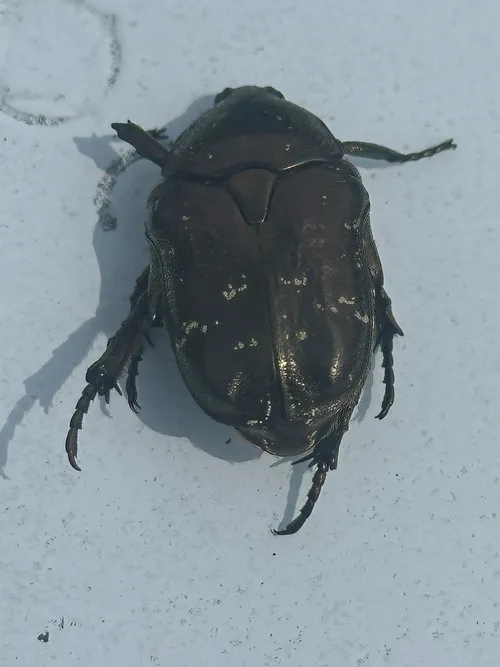 Macro photography of Oriental Flower Chafer (Protaetia orientalis), featuring Metallic, Glossy, Brown, native to East Asia.