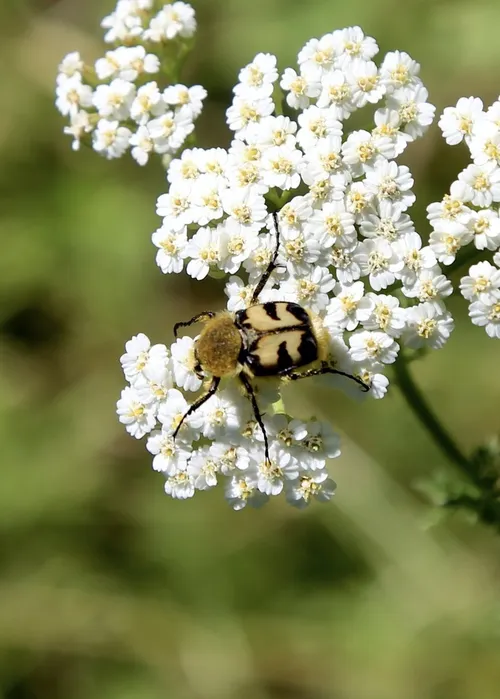 Macro photography of Bee Chafer (Trichius fasciatus), featuring Glossy, Striped, Yellow, native to Europe.