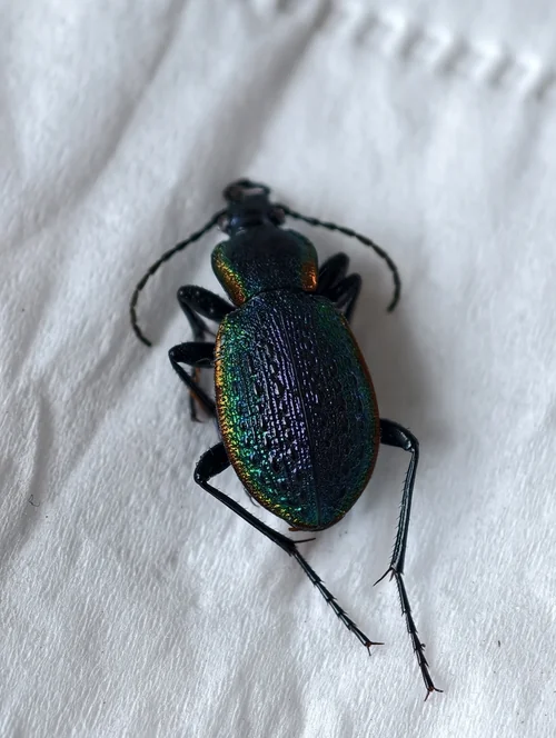 Macro photography of Carabus macleayi