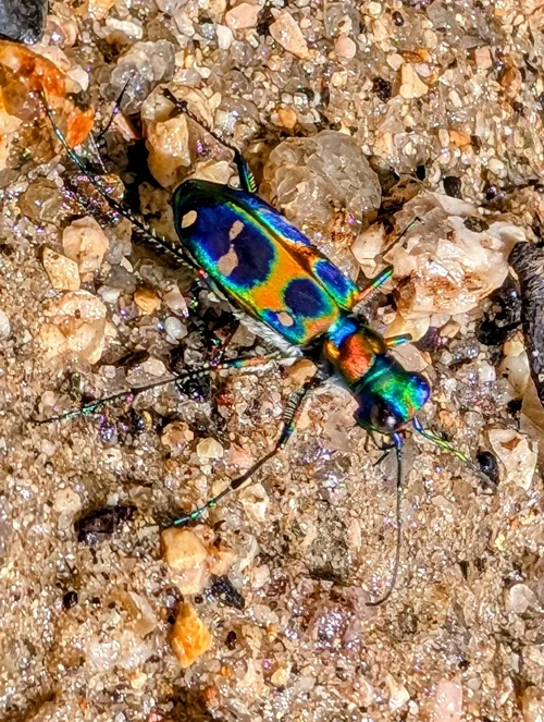 Macro photography of Cicindela chinensis