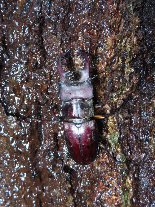 Macro photography of Spotted-leg Stag Beetle (Lucanus maculifemoratus), featuring Stag-horned, Glossy, Mandibled, native to East Asia.