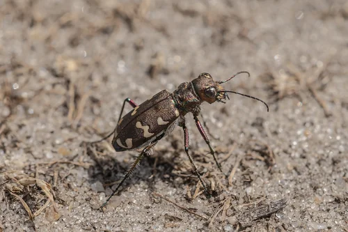 Macro photography of Cicindela soluta