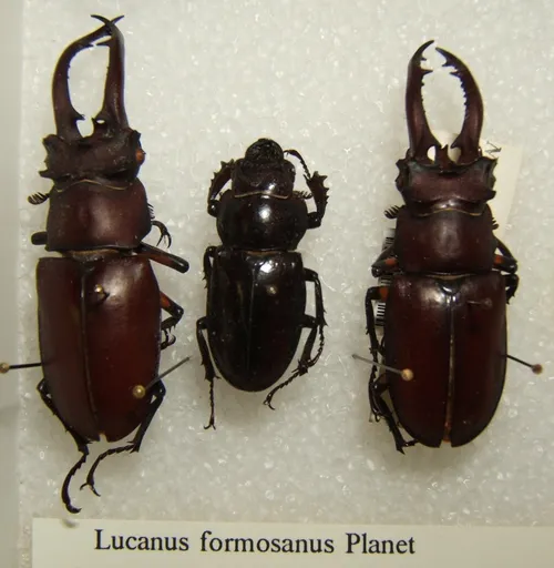 Macro photography of Formosan Stag Beetle (Lucanus formosanus), featuring Stag-horned, Glossy, Mandibled, native to Taiwan.