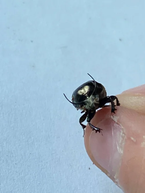Macro photography of Onthophagus taurus