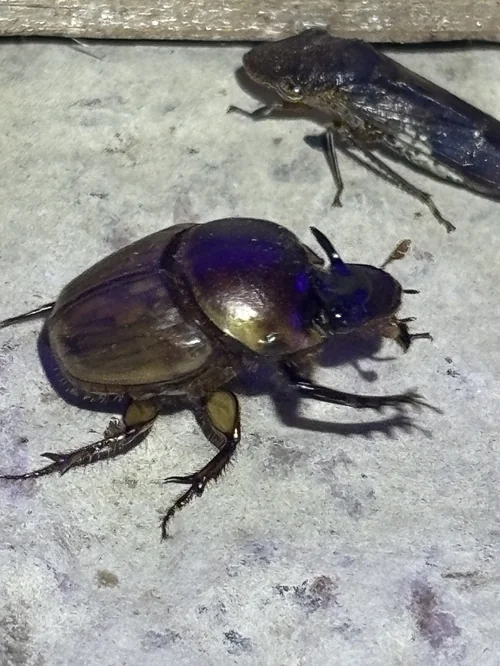 Macro photography of Onthophagus gazella