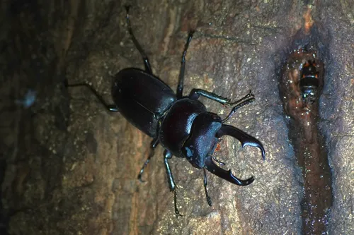 Macro photography of Straight-tooth Stag Beetle (Dorcus rectus), featuring Stag-horned, Glossy, Mandibled, native to East Asia.