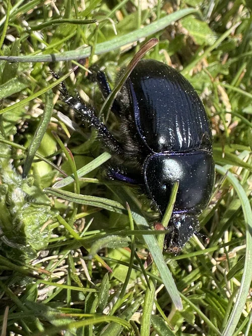 Macro photography of Geotrupes stercorarius