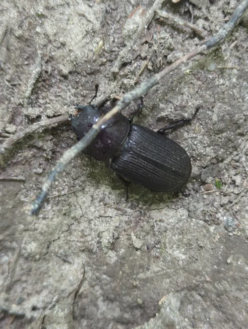 Macro photography of Parallel Stag Beetle (Dorcus parallelus), featuring Stag-horned, Glossy, Mandibled, native to Southeast Asia.