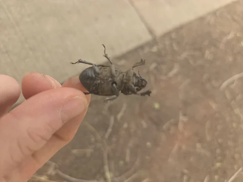 Macro photography of Lucanus mazama