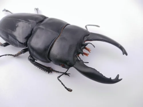 Macro photography of Dorcus alcides