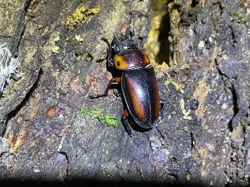 Macro photography of Savage's Stag Beetle (Prosopocoilus savagei), featuring Stag-horned, Glossy, Mandibled, native to Southeast Asia.