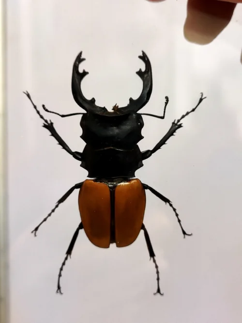 Macro photography of Odontolabis elegans