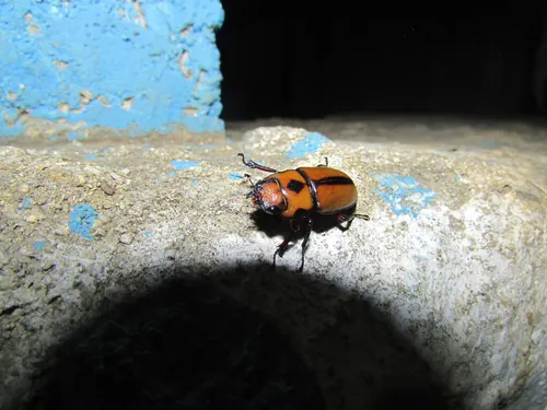 Macro photography of Occipital Stag Beetle (Prosopocoilus occipitalis), featuring Stag-horned, Glossy, Mandibled, native to Southeast Asia.