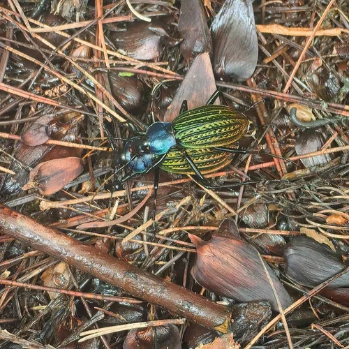 Macro photography of Carabus davidi