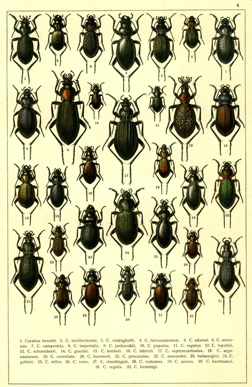 Macro photography of Carabus guerini